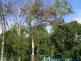 vitrstromyKrnov (1 BR)