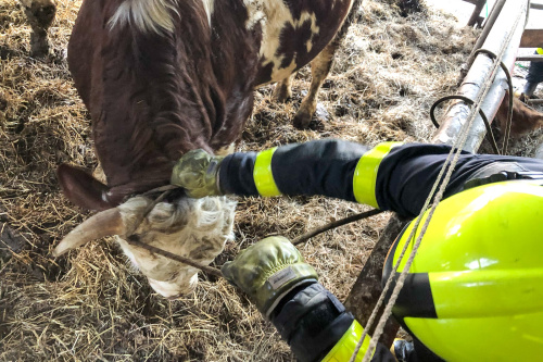 vycvikdobytekBilovec (6).jpg