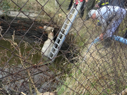 zachranabykmocuvkaVrazne (NJ) I (5).JPG