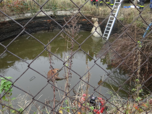 zachranabykmocuvkaVrazne (NJ) I (7).JPG