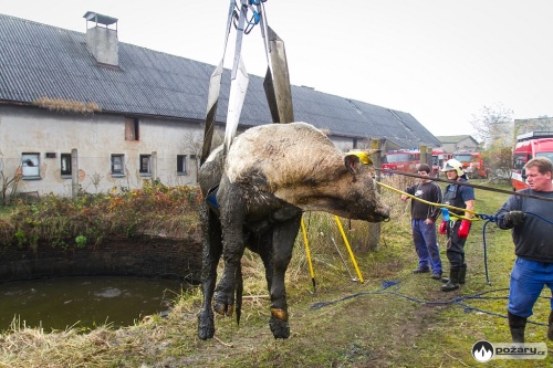 zachranabykmocuvkaVrazne II (6).jpg