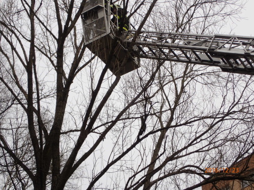 zachranahavranstromsilonHavirov (6).JPG