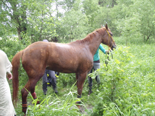 zachranakunProskovice_stojici (2).JPG