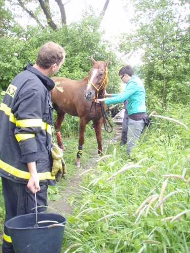 zachranakunProskovice_stojici (3).JPG