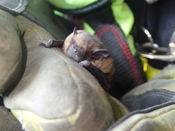 zachrananetyporiOstrava (5).JPG