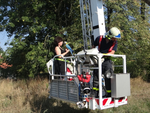 zachranapapousekarastromJistebnik (10).JPG