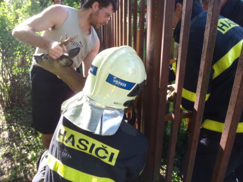 zachranasrnecplotOpava (4).JPG