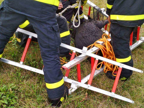 zachranavietnamskepraseOdry (2).jpg