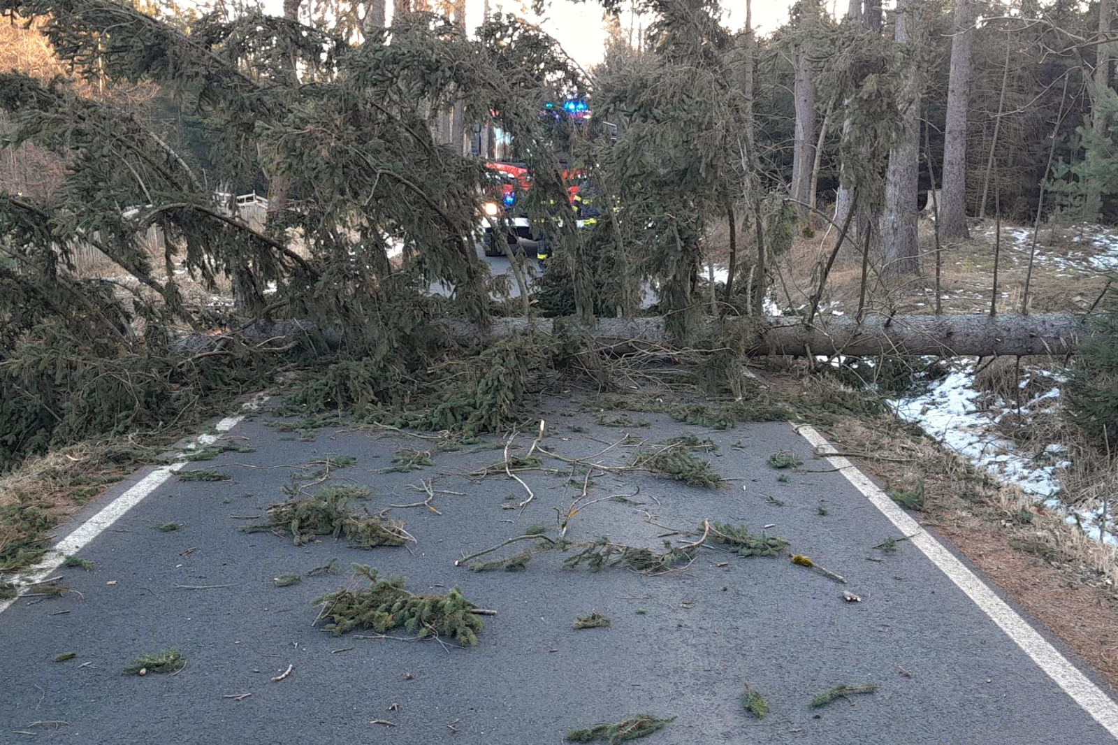 190126-Likvidace mohutného smrku na průjezdu Ratajskou oborou u Uhlířských Janovic na Kutnohorsku.jpg