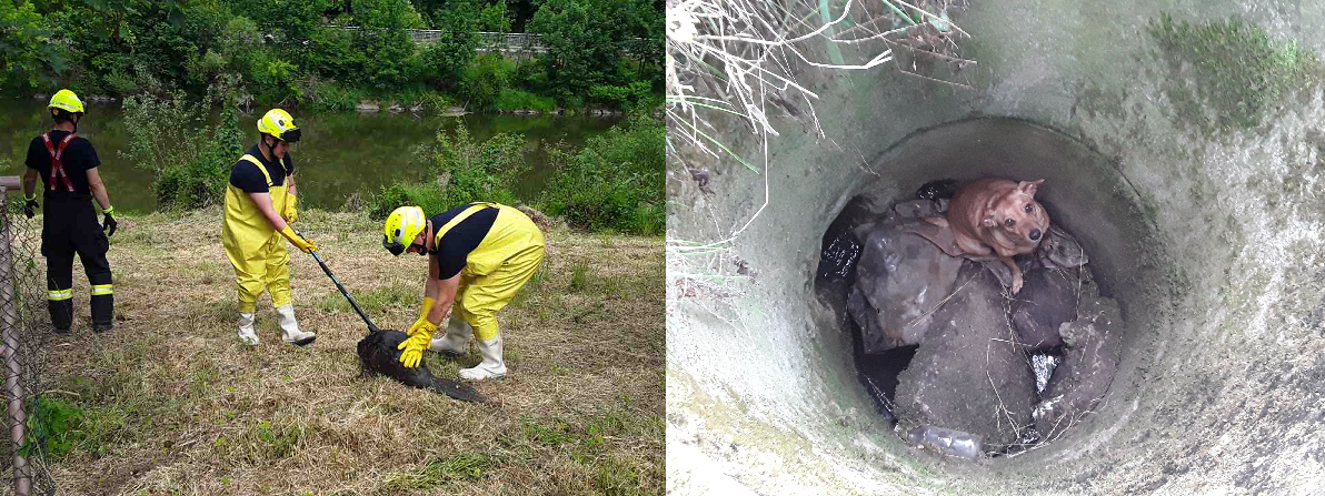 OLK_Záchrana zvířat do textu.png