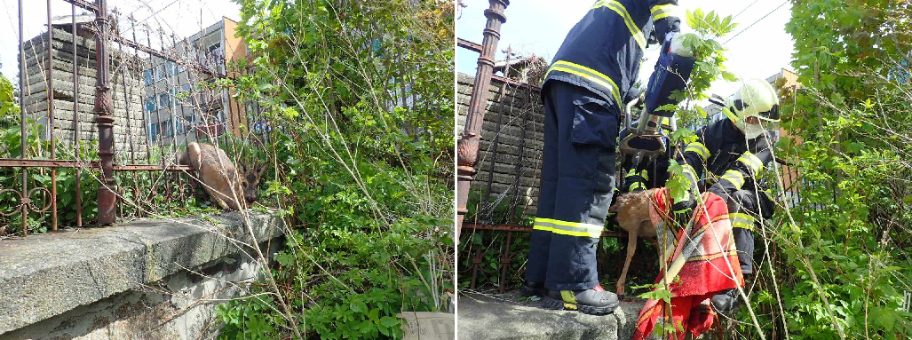 Záchrana srny_do textu.png