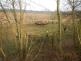 5 Stádo býků, Borotín - 15. 12. 2015 (2)