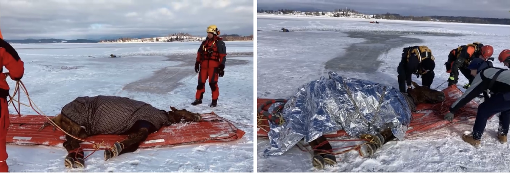 JČK_záchrana koně z Lipenské přehrady_do textu.jpg