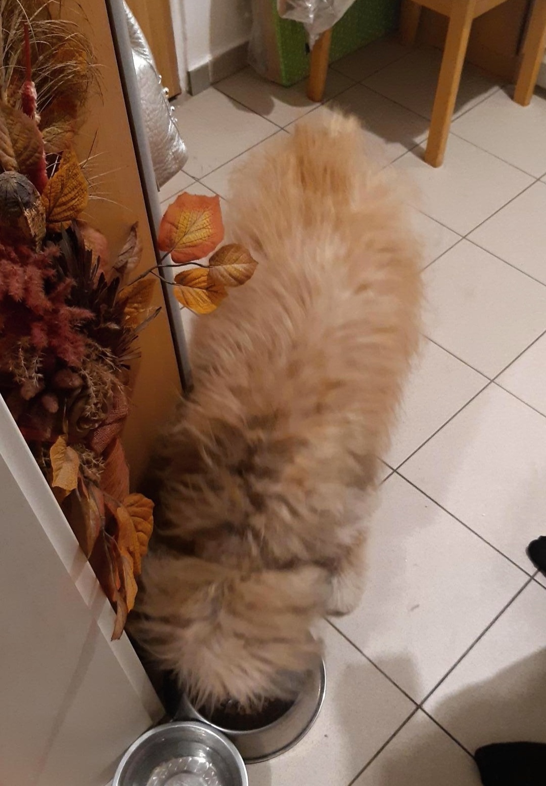 5-pes pod vanou-Poděbrady4.jpg