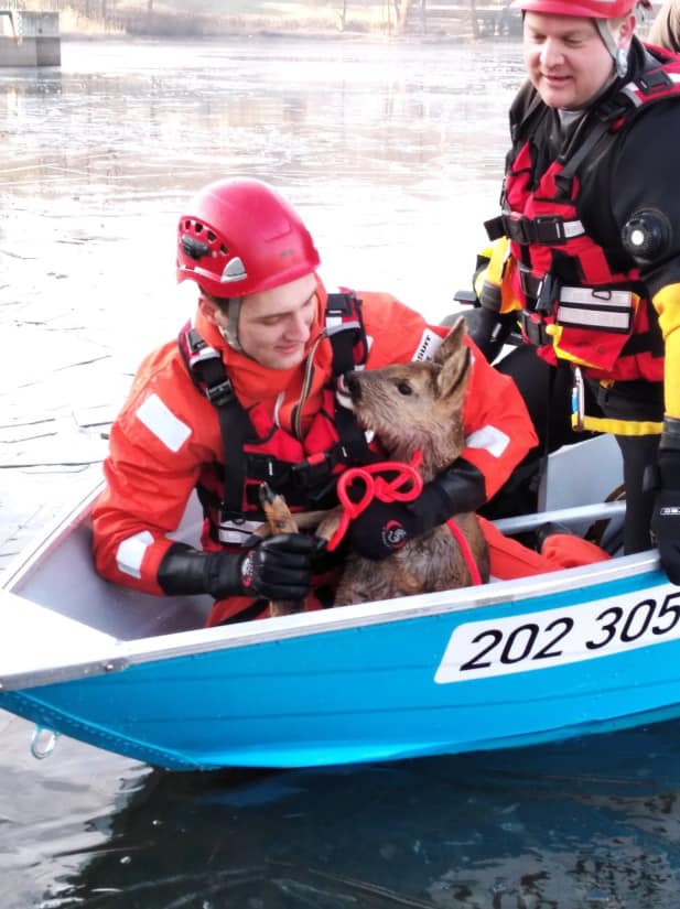 KHK - Hasiči na člunu se srnou.jpg