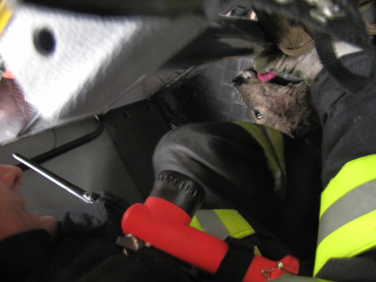 srnka z hřiště.jpg