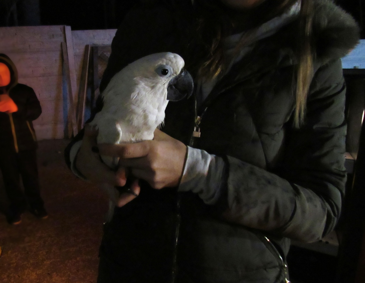 zachráněný papoušek.jpg