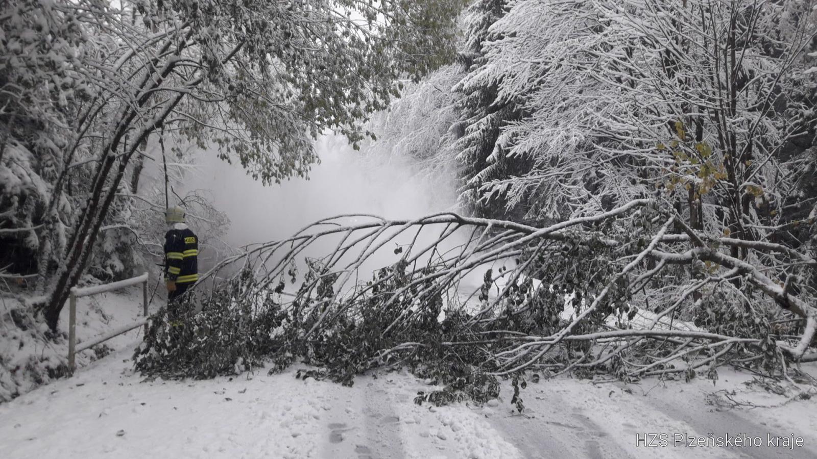 padlé stromy (3).jpg