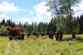 Forest Fire Drill 2017 - 1. den (32).JPG