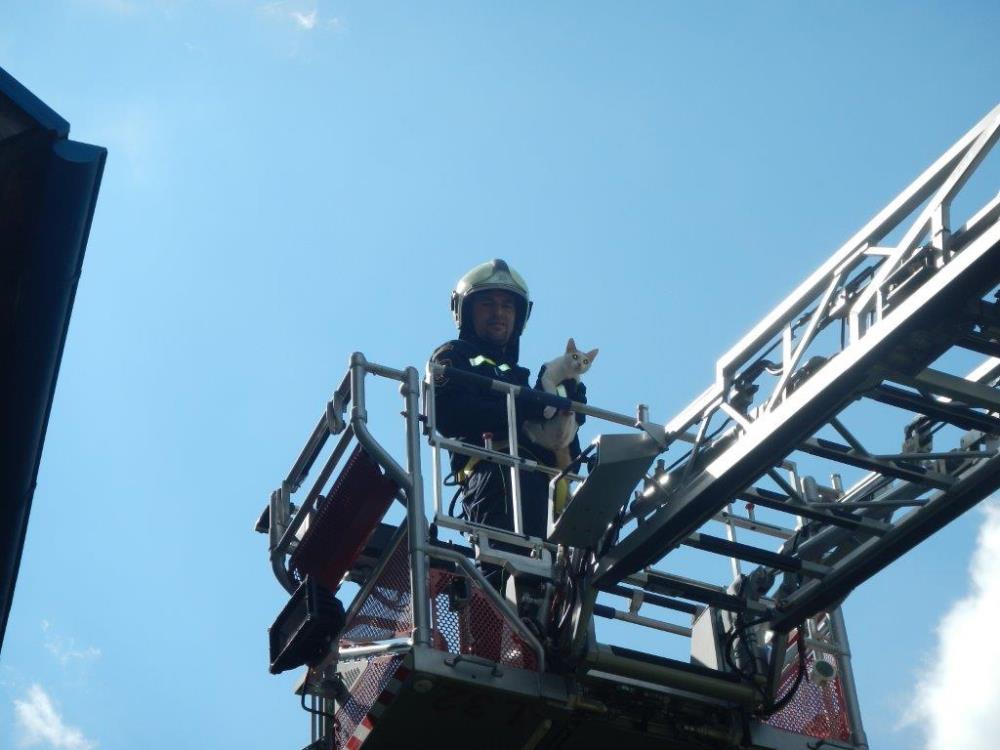  Záchrana kočky, Strunkovice nad Blanicí - 1. 7. 2016 (4).jpg