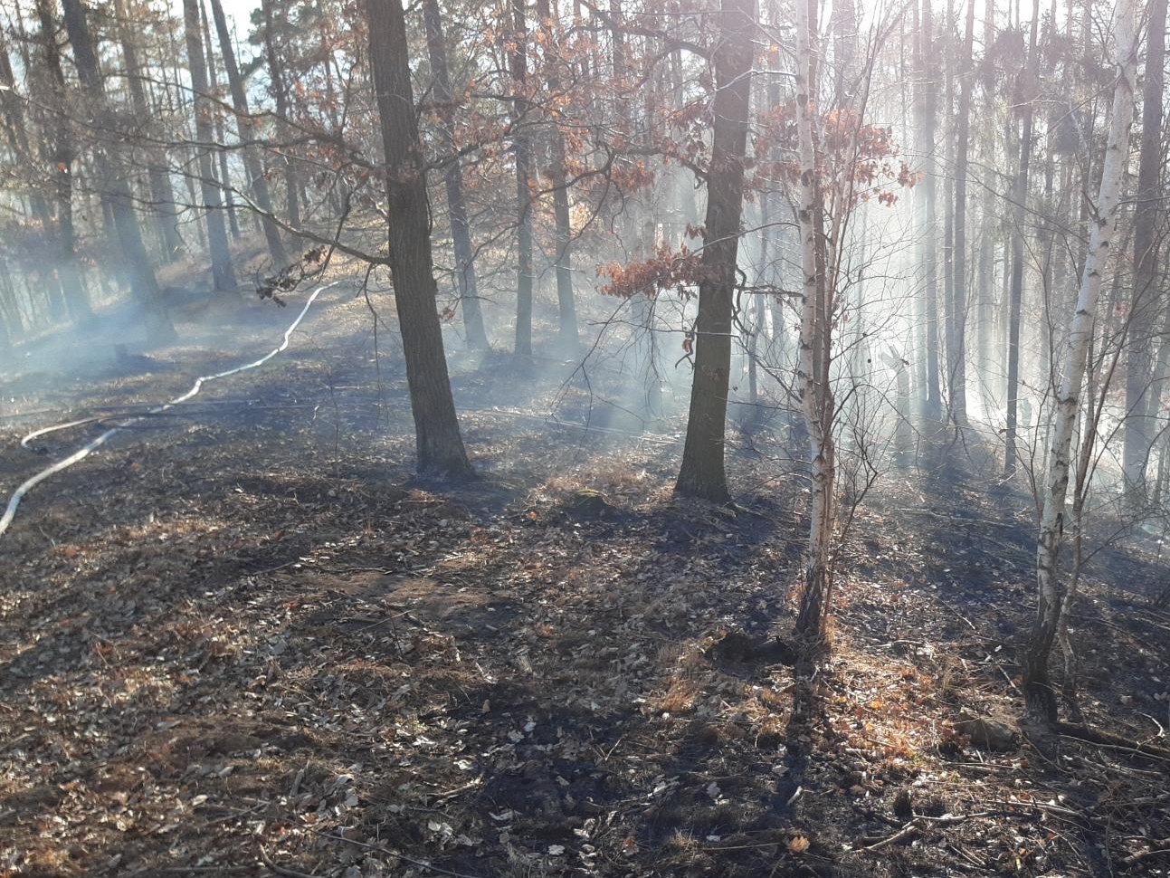 001 - požár v lese.jpg