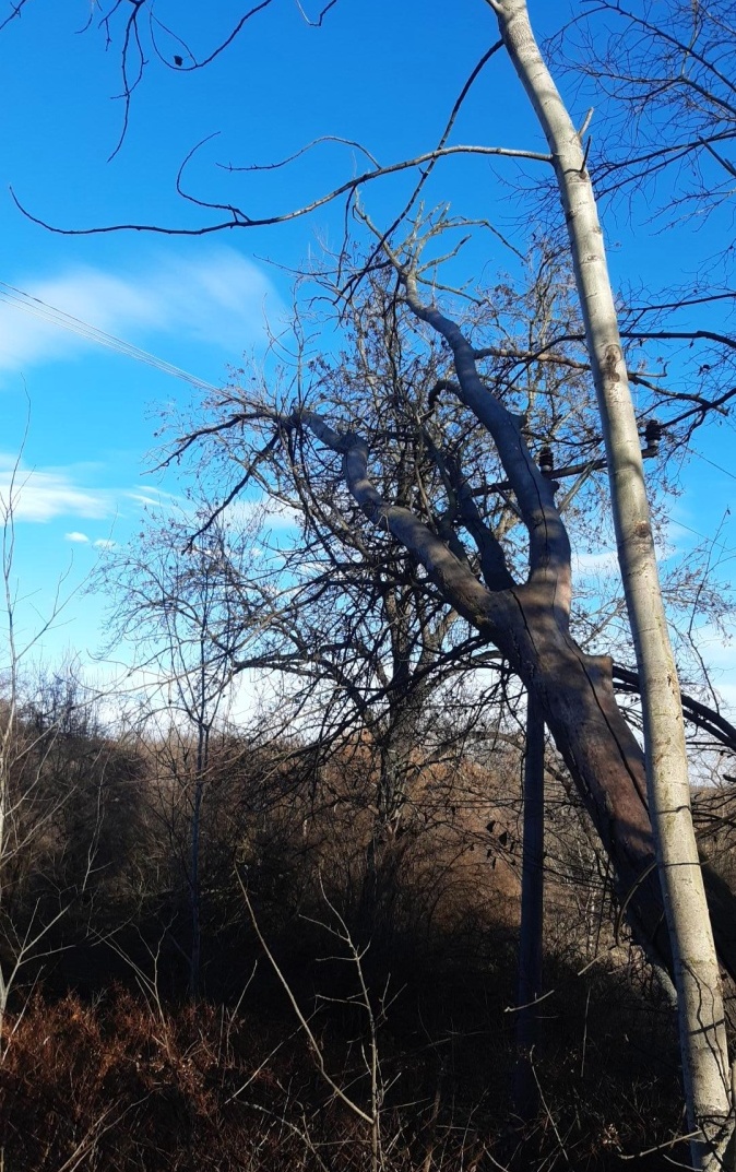 009-Radlík (o. Praha-západ)-mohutný strom spadlý do drátů elektrického vedení.jpg