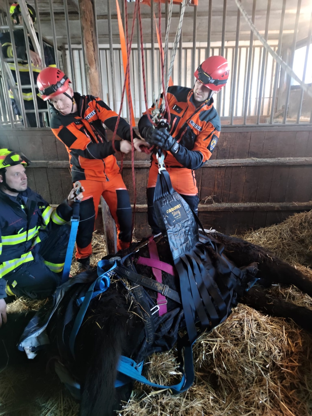 010225-Zvedání koně v nízké stáji pomocí sítě a lanové techniky v nymburské lokalitě Komárno.jpeg
