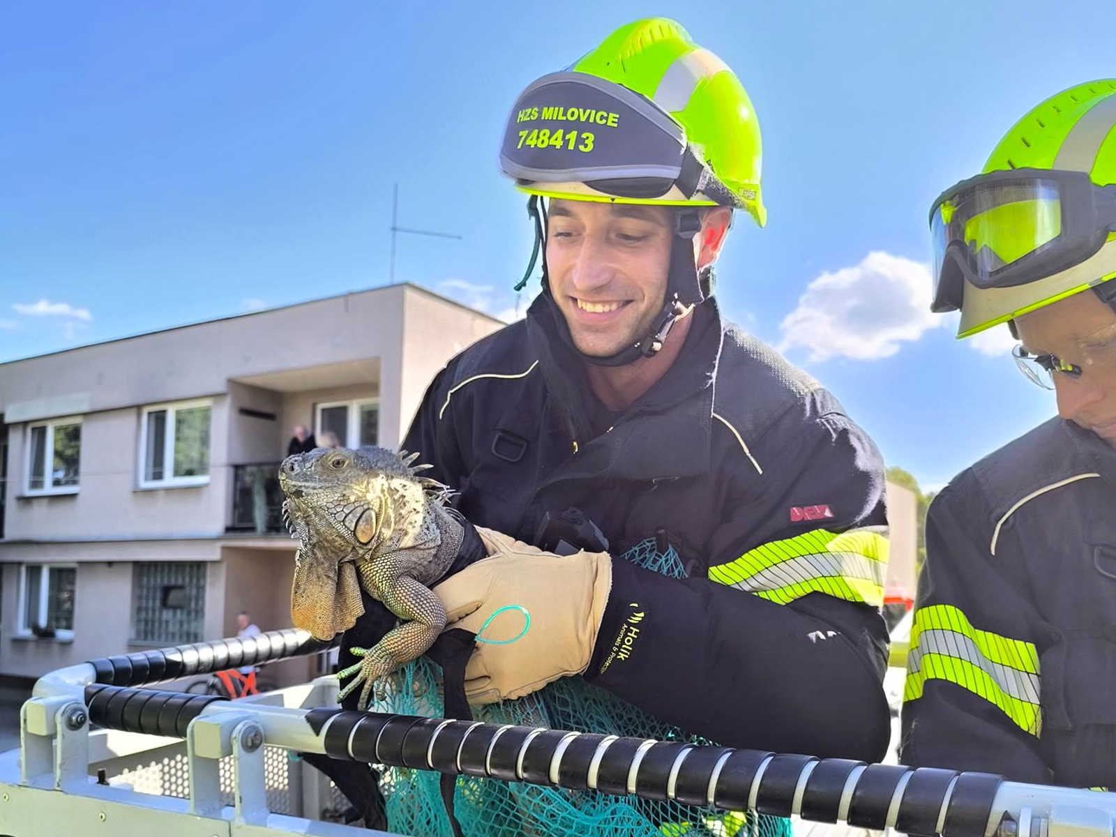 070925-Záchrana leguána z vysokého stromu v obci Straky na Nymbursku.jpg