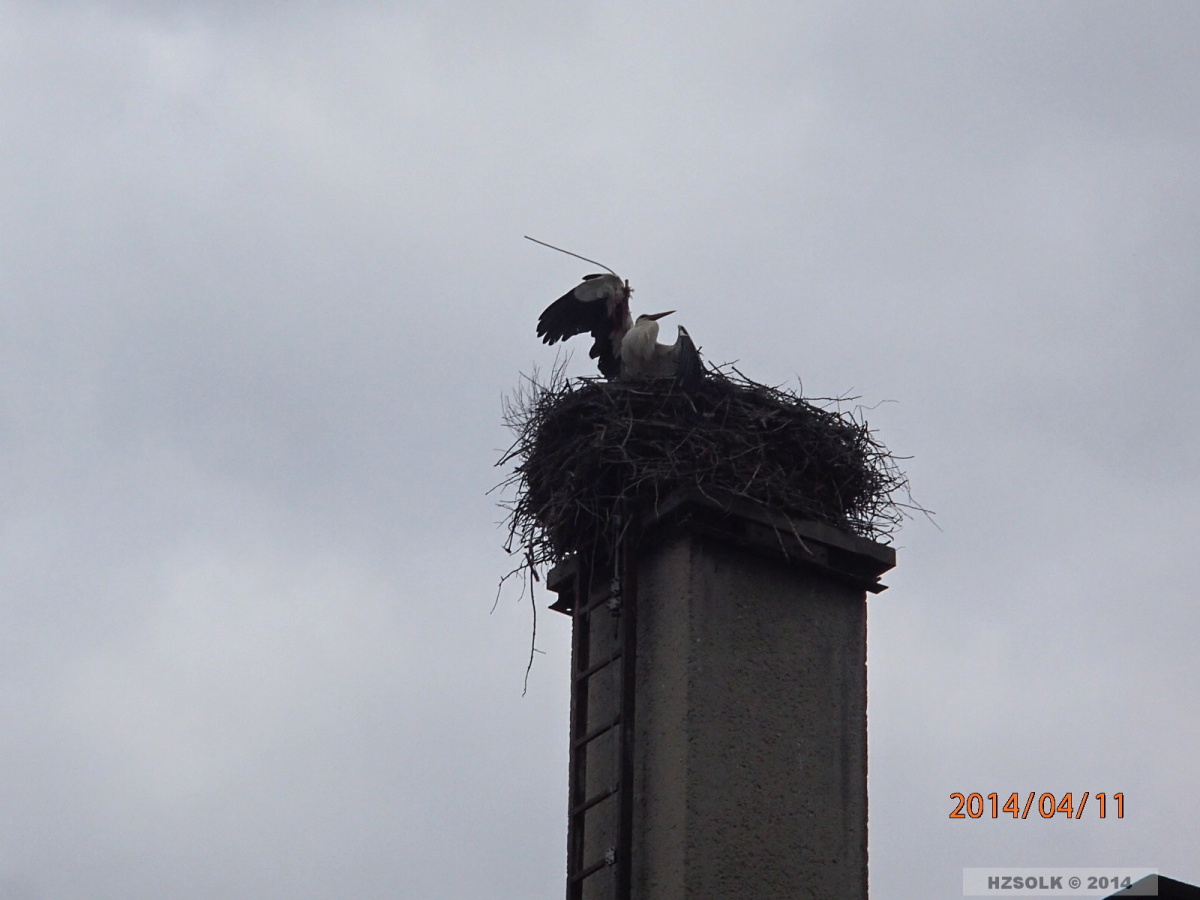 1 11-4-2014 Záchrana čápa Chromeč (1).JPG