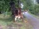1 Spadlý strom, Šumavské Hoštice - 21. 7. 2014 (1)