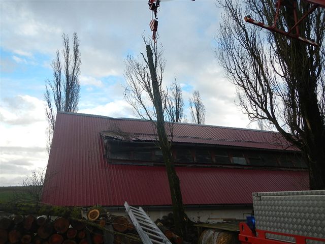 1 Spadlý strom na hřebčín, Roseč - 31. 3. 2015 (5).jpg