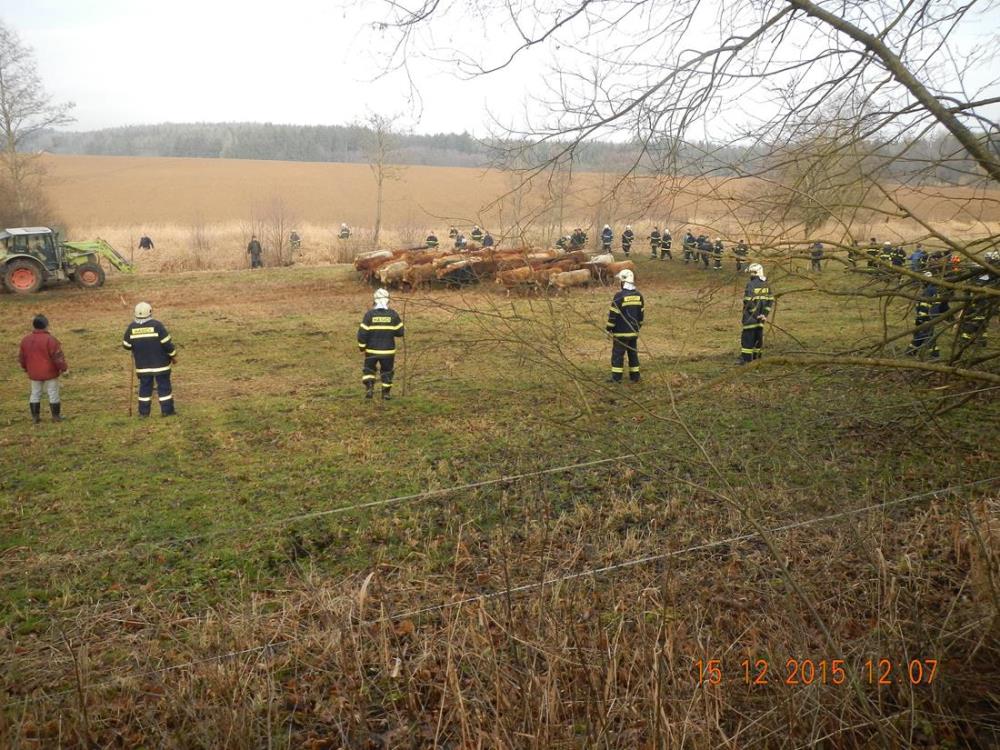 1 Stádo býků, Borotín - 15. 12. 2015 (3).jpg