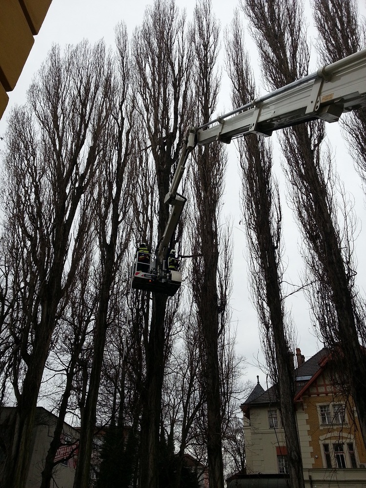 1 Stromy, České Budějovice - 9. 1. 2015 (3).jpg