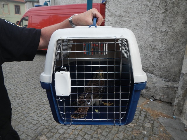 1 Záchrana poštolky, České Budějovice - 15. 6. 2014 (2).jpg