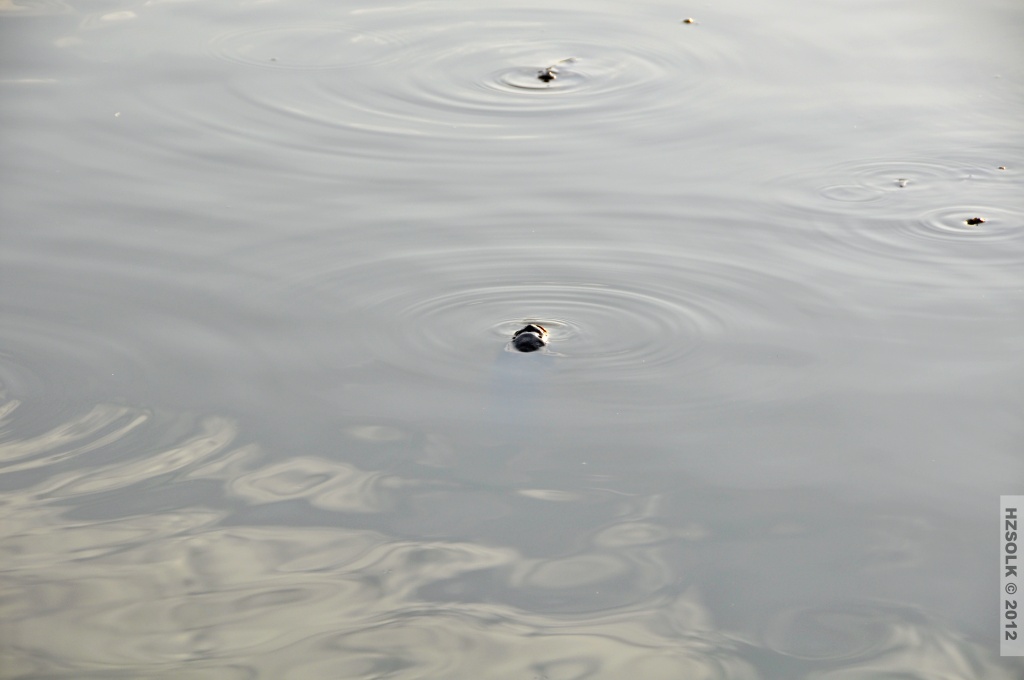 12 _DSC0798.JPG
