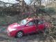 2 Spadlé stromy na OA, Strakonice - 30. 3. 2015 (3)