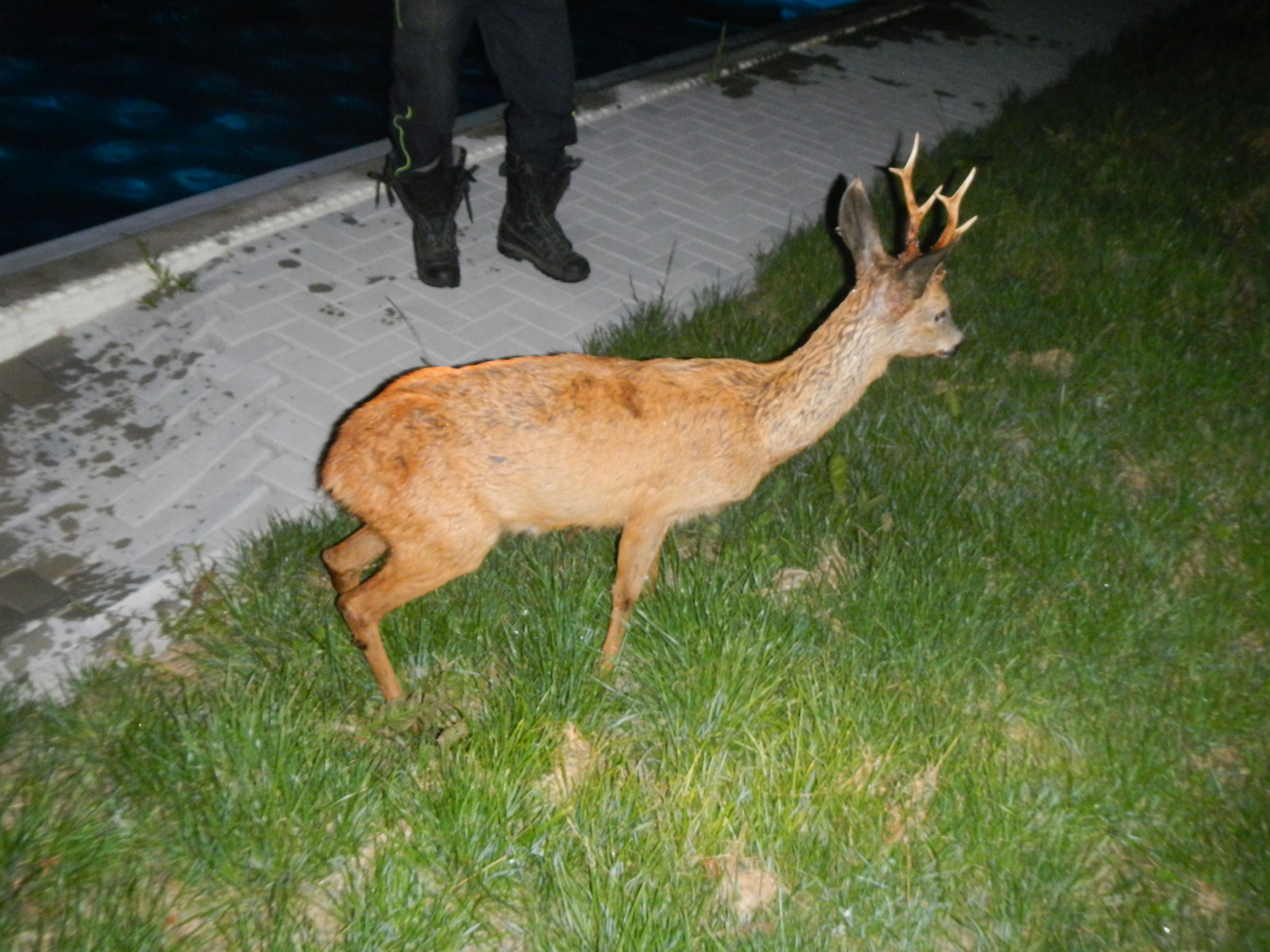 2 Záchrana srnce, Smrkovice - 14. 8. 2013 (1).jpg
