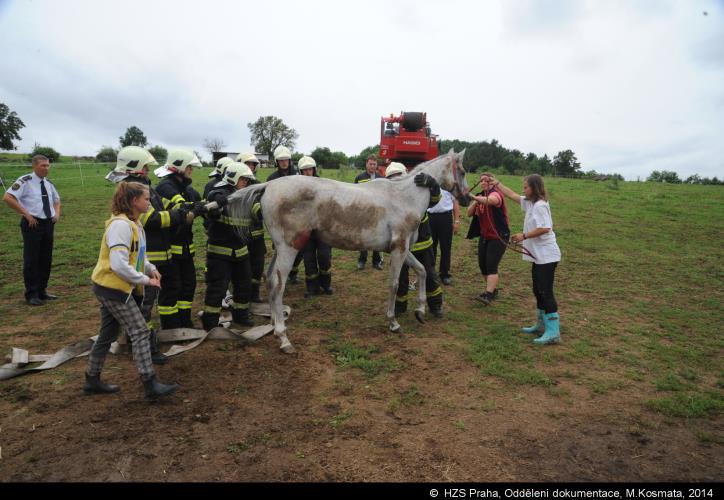 20140813B_kůň_Ko019.JPG
