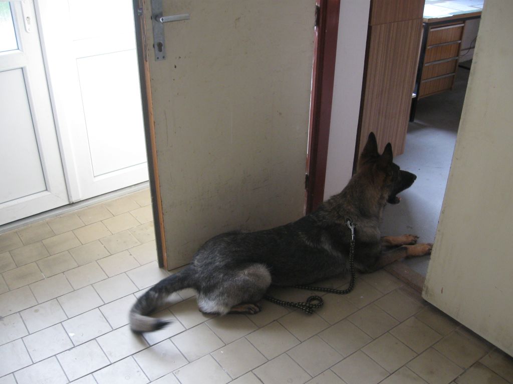 20141106_psovodi03.jpg