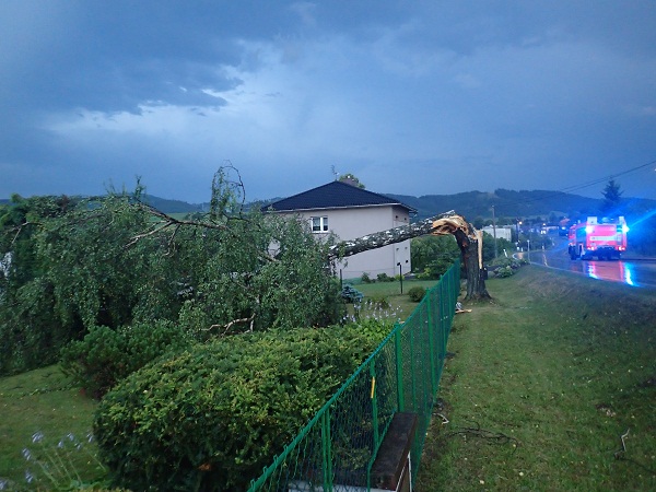 2015_07_20 Spadle stromy v MSK 02m.jpg