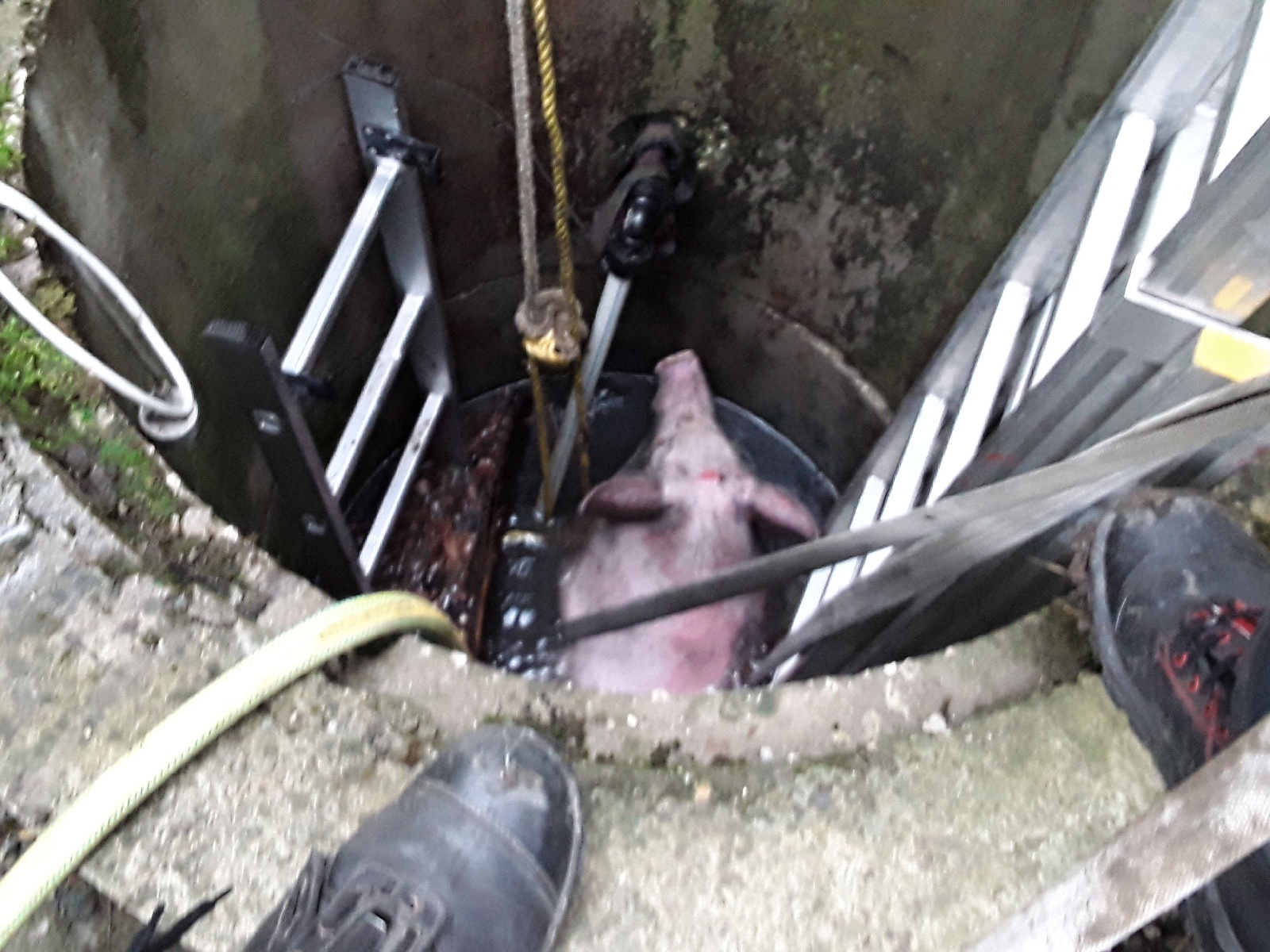 2022-08-22 Záchrana prasete ze studny/PHO_125T-2022_08_22-3d4993eb.jpg