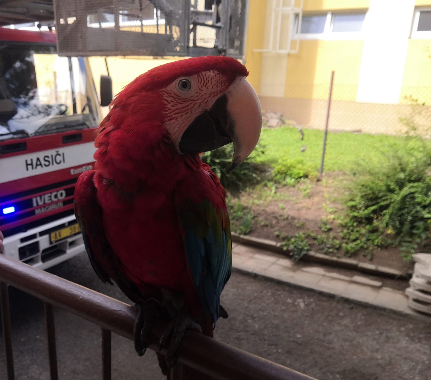 2022-08-25-ZOZ papoušek, Tišnov/ZOZ Papoušek Tišnov (2).jpg