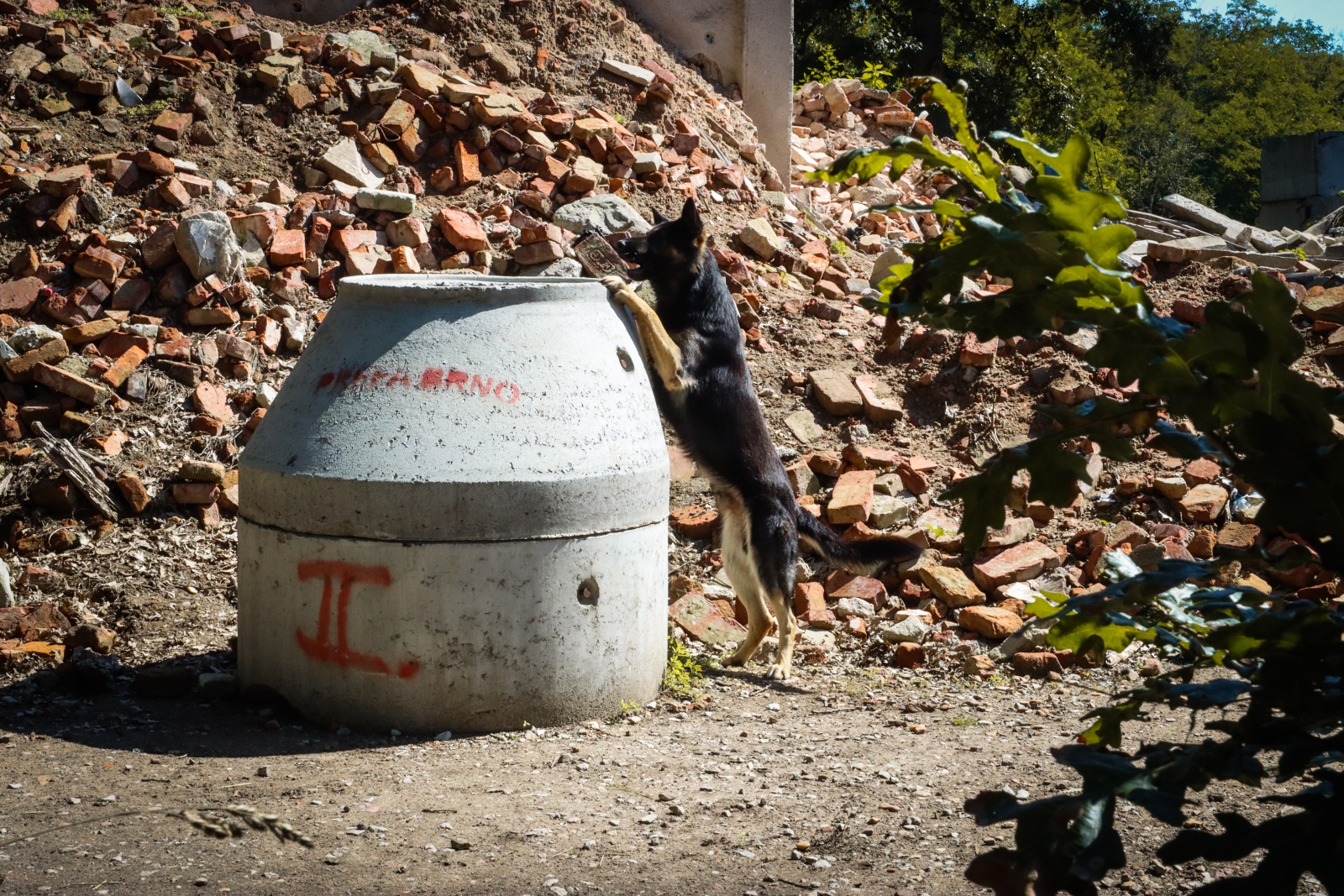 2025-07-30 výcvik Břeclav (2).jpg