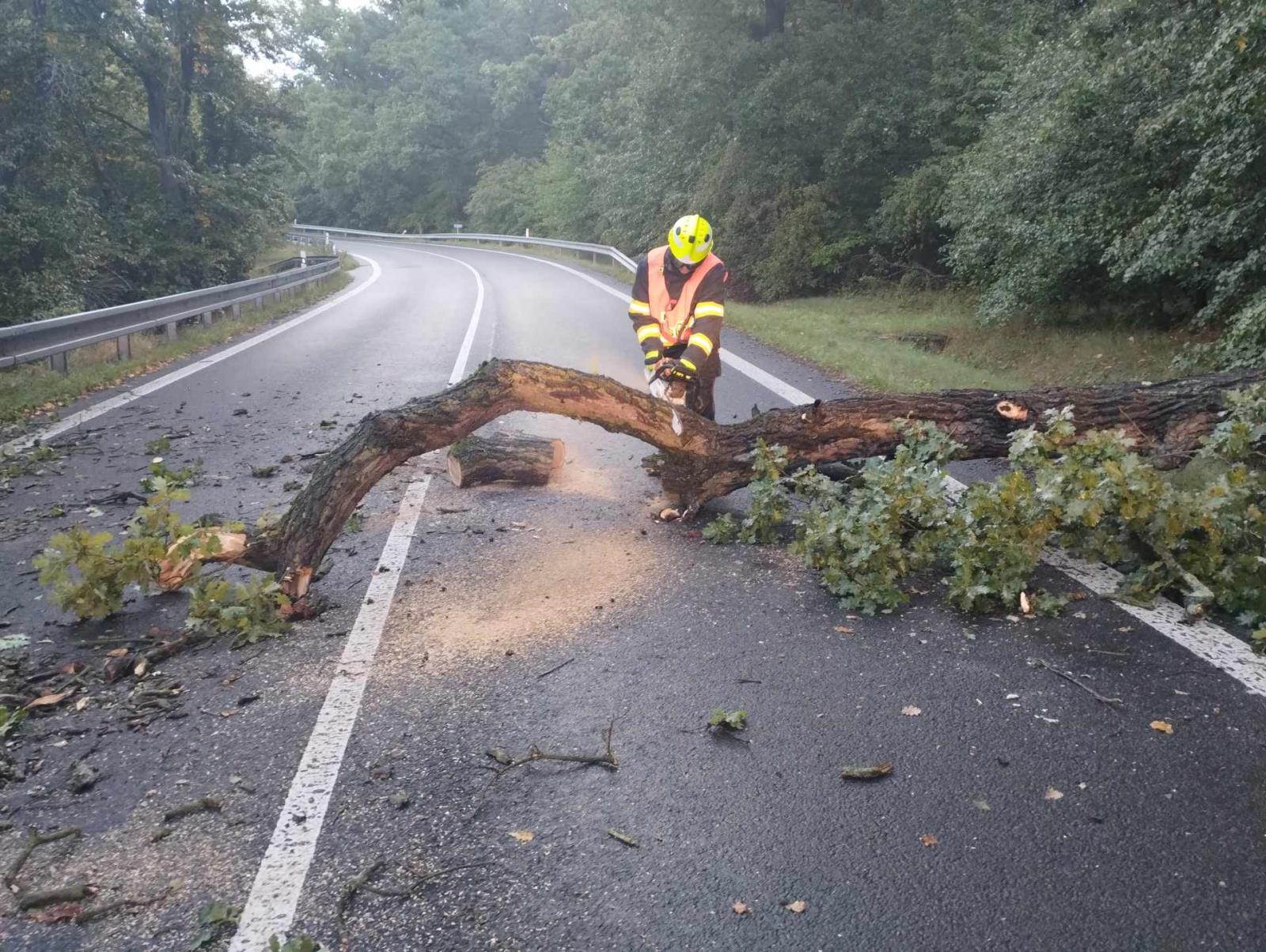 2025_09_06_TP_ULK_popadane_stromy