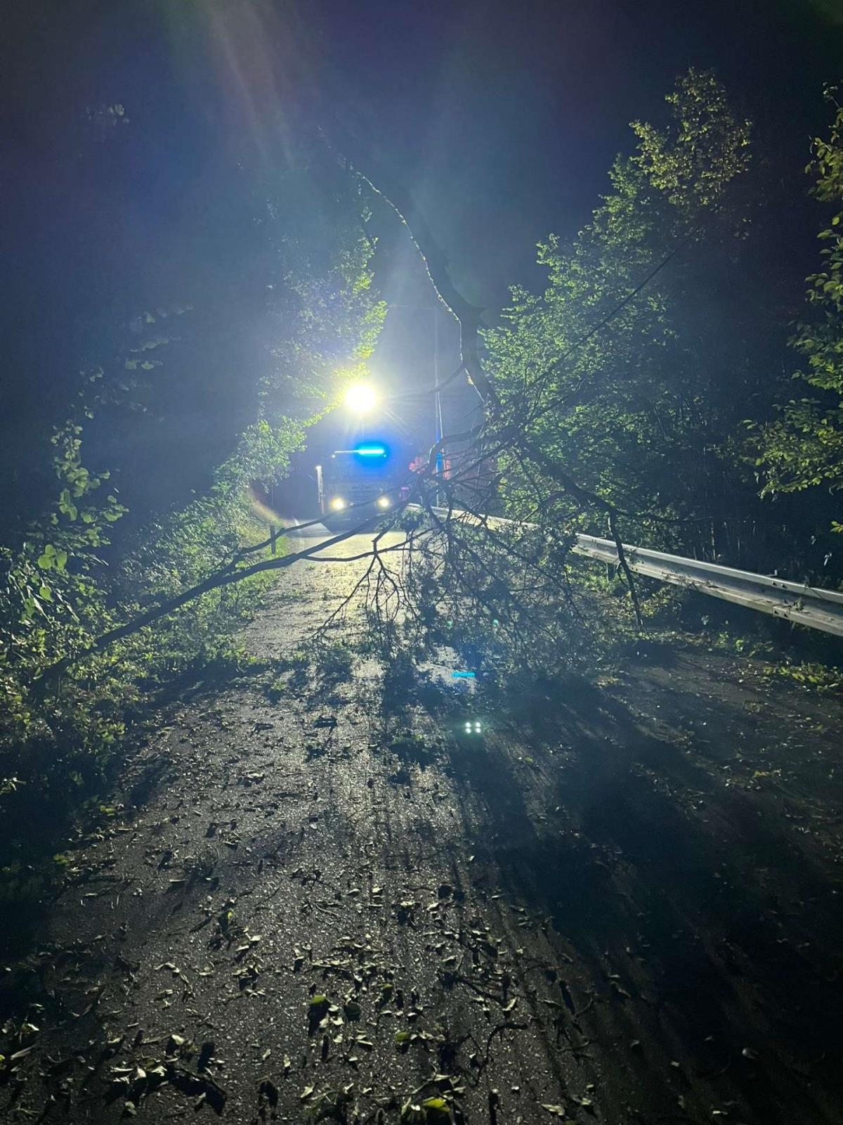 2025_09_06_TP_ULK_popadane_stromy