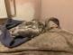 2412_zachrana_labut_jadran (1)