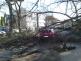 3 Spadlé stromy na OA, Strakonice - 30. 3. 2015 (4)