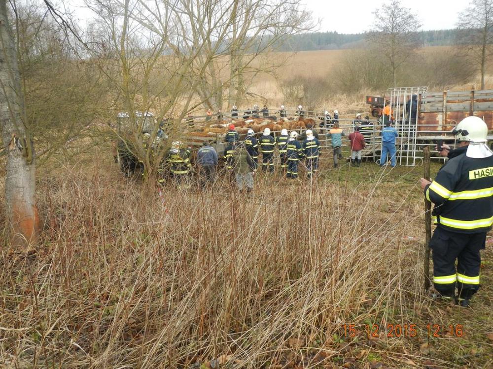 3 Stádo býků, Borotín - 15. 12. 2015 (5).jpg