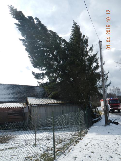 4 Spadlý strom na kolnu, Kramolín - 1. 4. 2015 (1).JPG