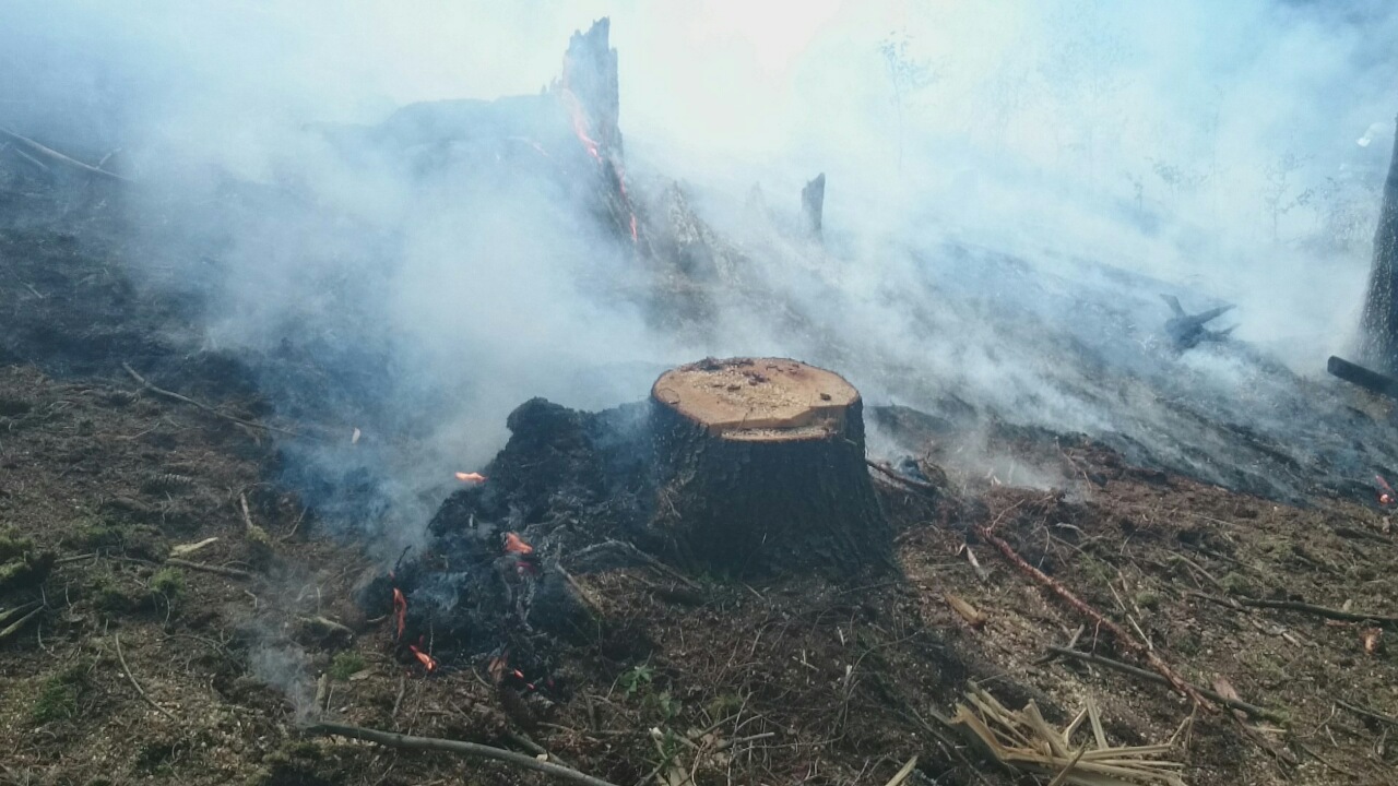 5 P_LP_6-8-2015_požár_lesa_vojtíškov (5).jpg